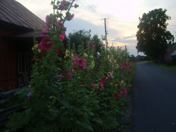 Malwy w gospodarstwie agroturyst. w Woli Władysławowskiej, 6km od Wilgi.