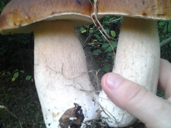 zdjecie Surmaczówka