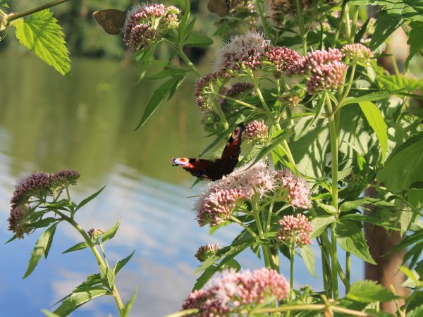 Łopienno,przy jeziorze.