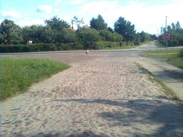 bocian na skrzyżowaniu w Bartolinie