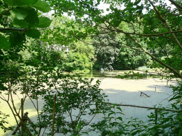 Malowniczo położone stawy w Wieszynie