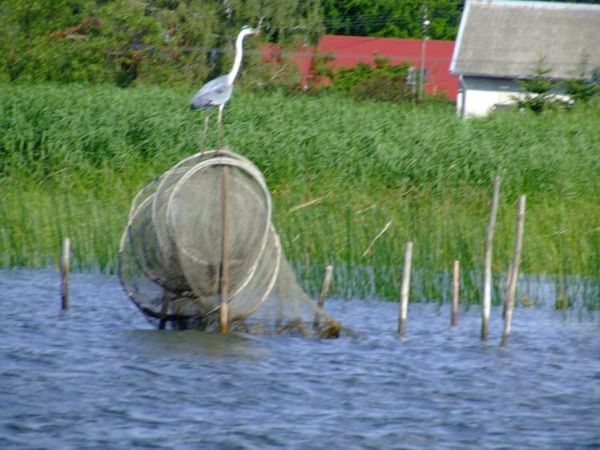 Dzika przyroda - Czapla siwa