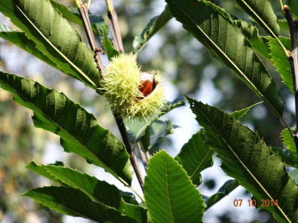 kasztan jadalny - maron, egzotyczny przedstawiciel w tym dworskim parku.