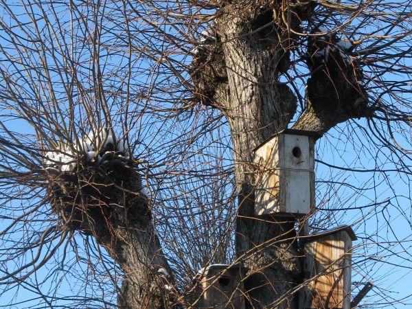 szacunek dla przyrody - lasów, zwierząt i ptaków - niech wiedzą , że tu się o nich pamięta, okruszyną podzieli ...