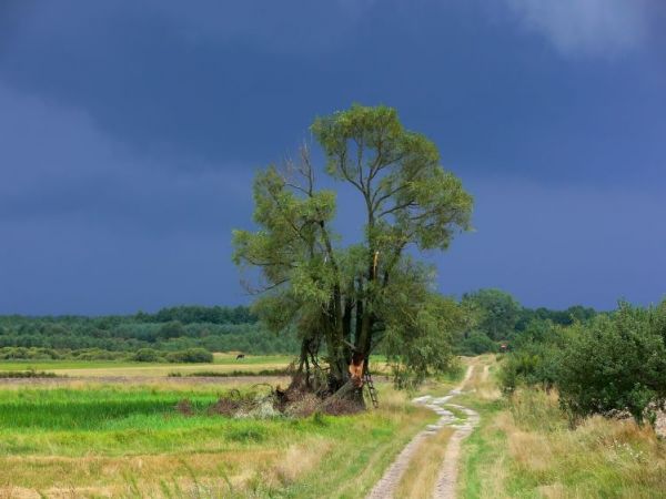 Poleski Park Narodowy