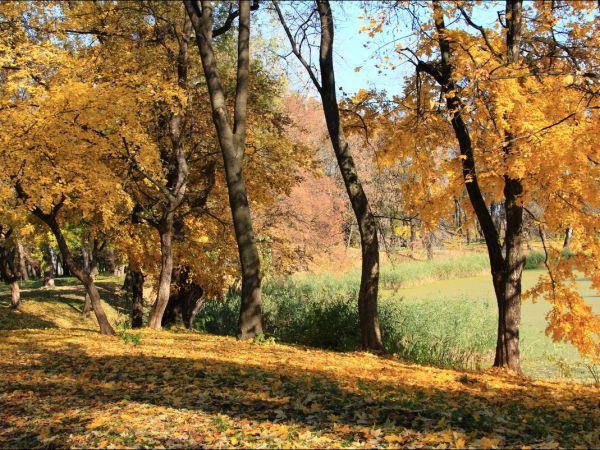 Park w Medyce − pochodzący z drugiej połowy XVI wieku (z reliktami z XIV i XVI wieku).