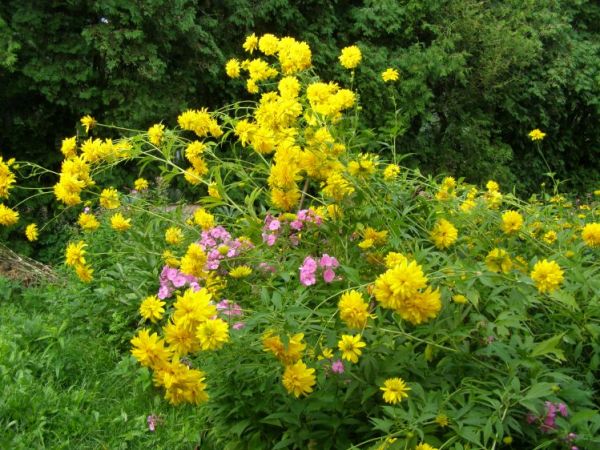 zdjecie Zalesie Górne