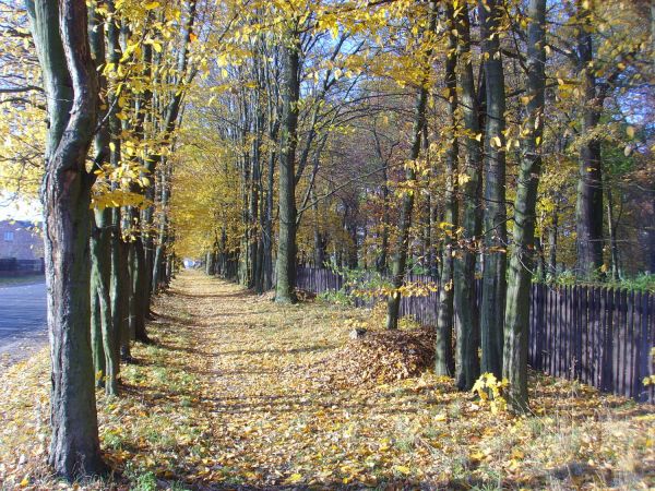 Bukowa alejka