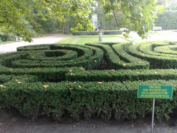 Labirynt z bukszpanu w ogrodach pałacowych.