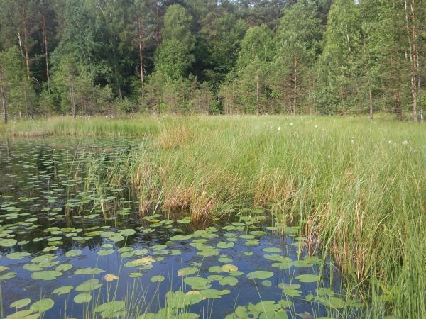Piękne bagienko z oczkiem wodnym w Kłodnie w pobliżu Ośrodka BARTEK