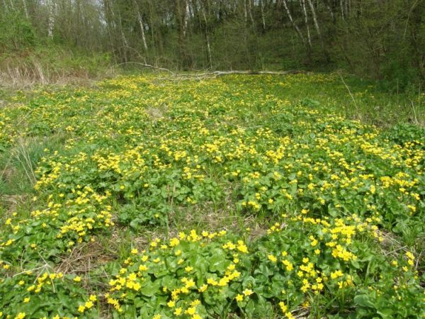 zdjecie Łęki Dolne