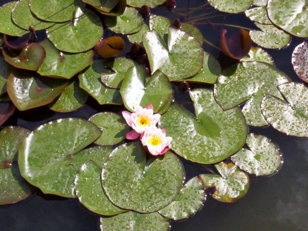 Fragment oczka wodnego w Domu Pomocy Społecznej