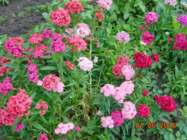 Goździki na ogrodzie