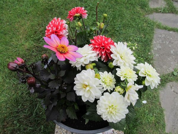 zdjecie Pietrzykowice