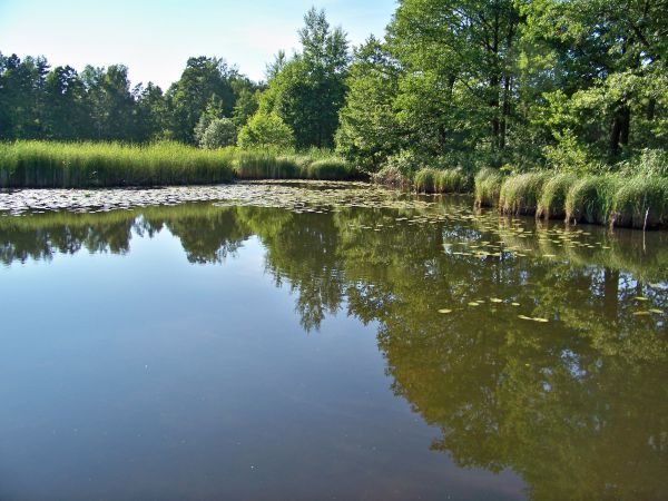 Bar Eden .Widok z molo na staw.