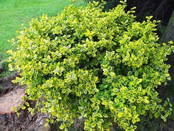 zdjecie Pietrzykowice