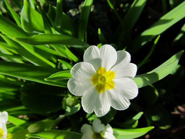 zdjecie Pietrzykowice