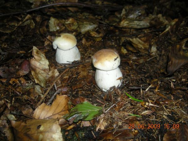 Jesienią zapraszamy na grzybobranie