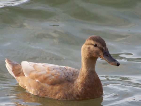 Czyżby brązowa krzyżówka na jeziorze w Kamionkach Małych?