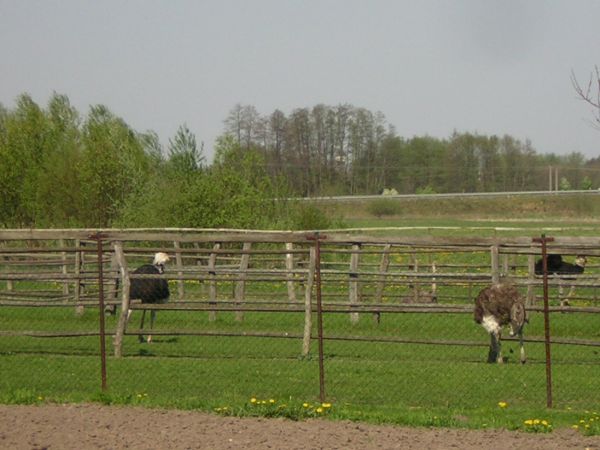 zdjecie Sulechów