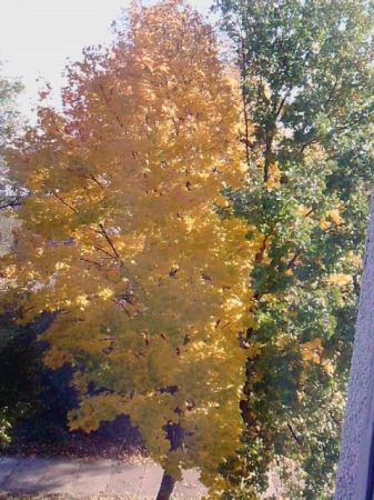 zdjecie Miękisz Stary