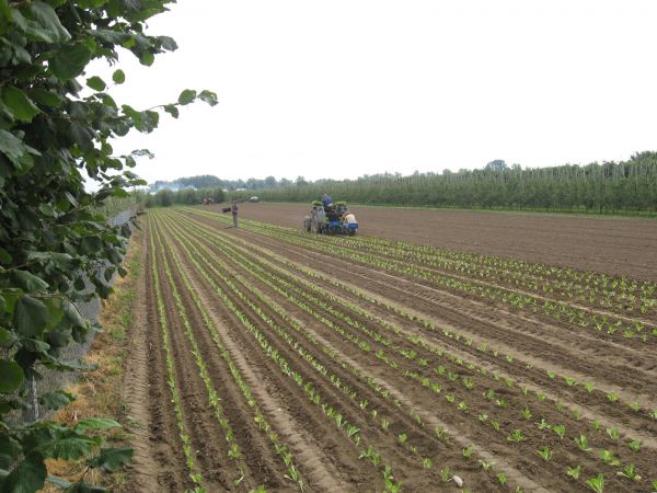 Sadzenie kapusty pekińskej  sierpień 2009