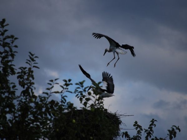 Droblinskie bociany.......