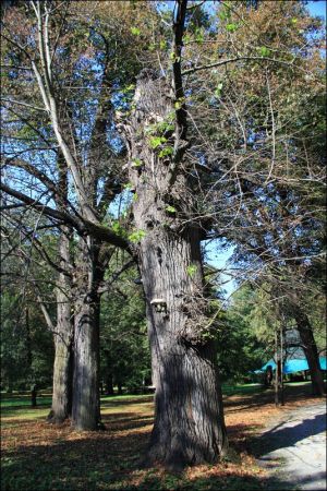 Zespół pałacowo - parkowy Czartoryskich .
