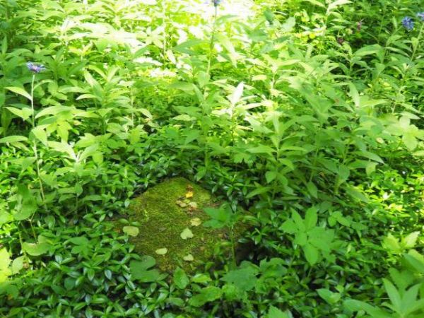 na wzgórzu cerkiewnym - tam pojedyncze krzyże, kilka metalowych - współczesnych, symbolizujące pochówki z dalszej przeszłości, są też pomniki i krzyże nagrobne