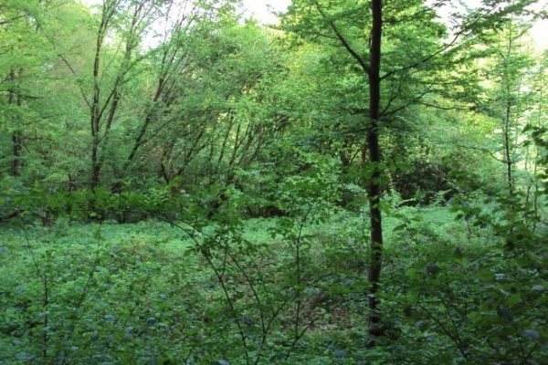 miejsce to było obdarzone kultem chrześcijańskim - tu był cmentarz choleryczny, jest jeszcze we wspomnieniach osób dawno we wsi zamieszkałych /mogę wskazać bliż