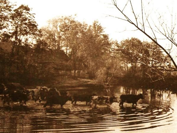 Krowy wracające z pastwiska lata 60.Strzelce Wielkie.