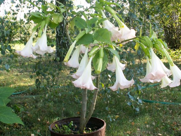 Datura.
