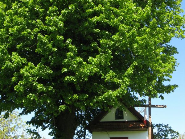 kapliczka - jako stały element polskiego pejzażu, jako wyraz pobożności ludowej, znak obecności chrześcijaństwa i formy modlitwy. Krzyż zaś jako wyraz czci i od