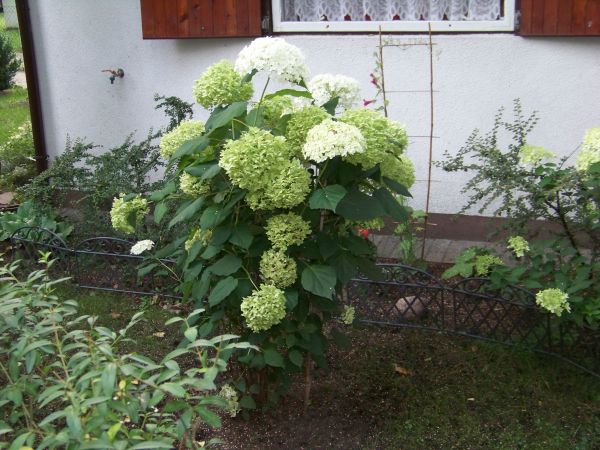 Okazała hortensja przy alejce nad jezioro