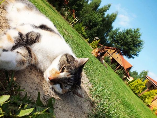 Leśne Siedlisko w Sumówku
