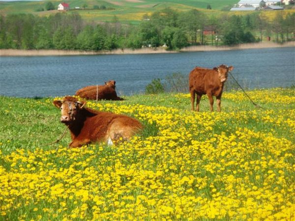Nad jeziorem Berżnik w Półkotach