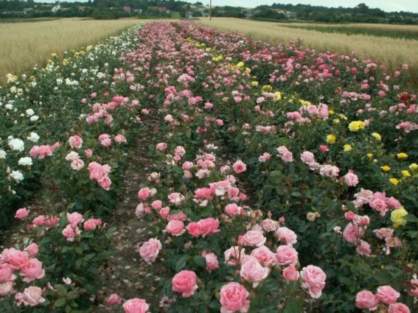 Plantacja róż w Zagłębiu Różanym