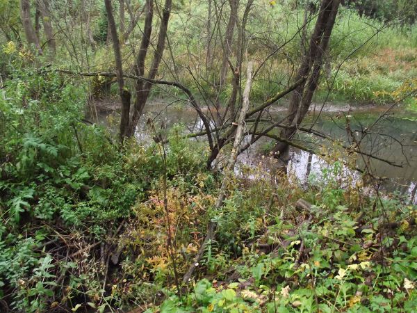 "tam bóbr króluje" - co nie czyni konfliktu z ludźmi wyżej zamieszkałymi, jak na razie zgoda panuje ! Ochrona siedlisk mokradłowych dzięki poprawie uwilgotnieni