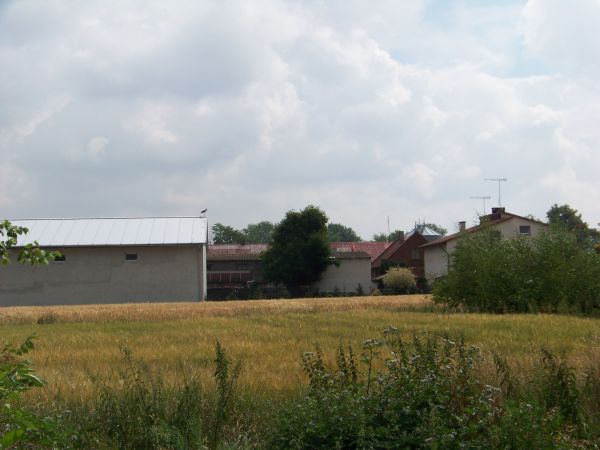 Bródzkoski bocian