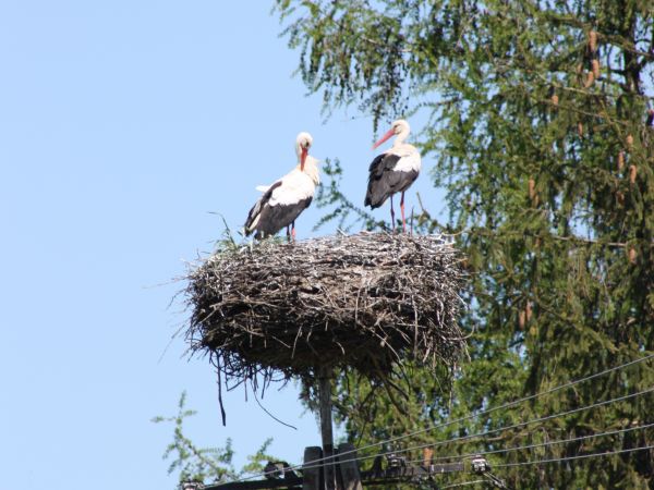 zdjecie Węgierka