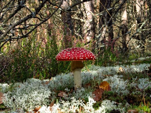 Znaleziony nad jeziorem Szarmachy