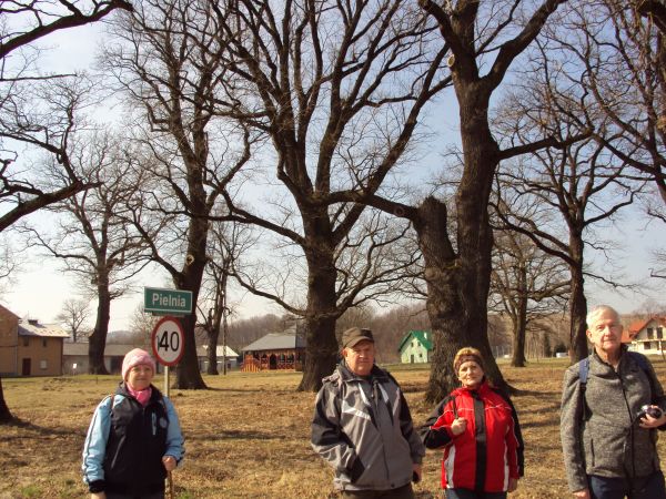 przy parku podworskim - pomnikowe okazy po 400 lat mają ! - czapki z głów panowie... zapraszam przy temacie do galerii m. Kostarowce - tam przy cerkwi dąb o met