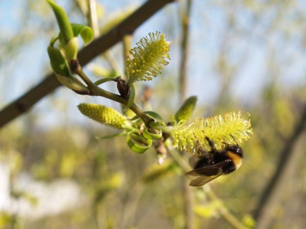 Wiosna w Leśniakowizna - www.otrnex.com/texmexbbq