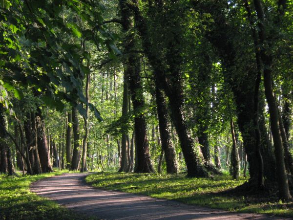 Wolsztyn, Park nad j. Wolsztyńskim.