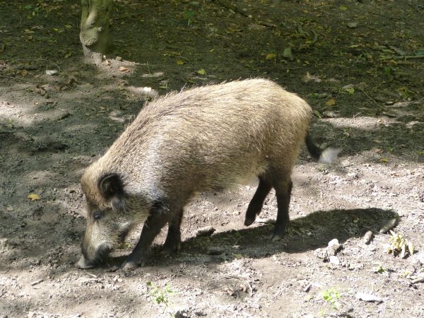 zdjecie Białowieża
