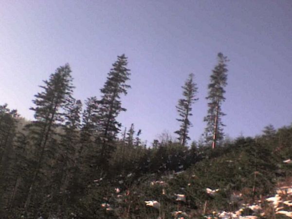 Małe drzewka co nie??:)