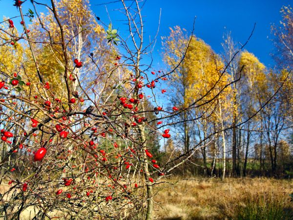 zdjecie Tyniewicze Duże