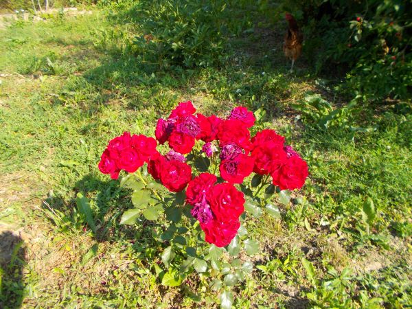 Jesienne róże szczególnie dla Teresy .Na dalszym planie kura z tzw.wolnego wybiegu.Ciekawe czy kura zna unijną dyrektywę :" kury w klatkach mają stać pazurami d