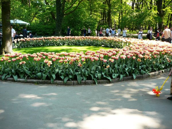 ZAKWITŁY TULIPANY W ŁAZIENKACH