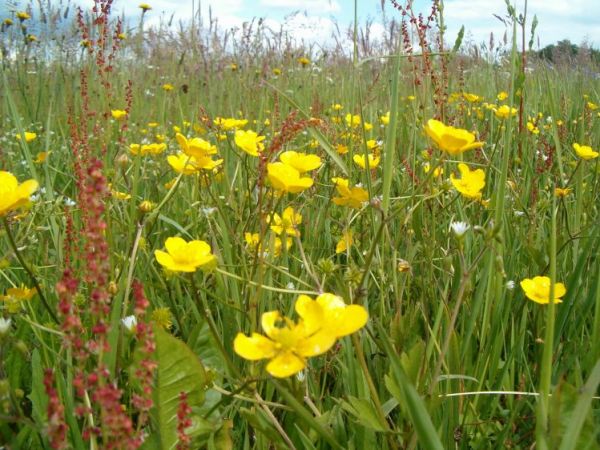 zdjecie Płatkownica